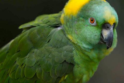 Продаю питомца. Желтошейный амазон amazona auropalliata - ручные птенцы. Фото1