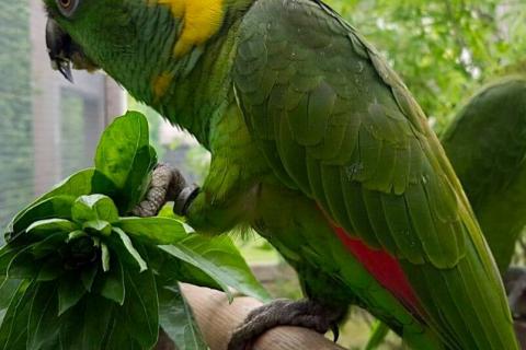 Продаю питомца. Желтошейный амазон amazona auropalliata - ручные птенцы. Фото2