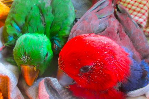 Продаю питомца. Благородный попугай (Eclektus roratus) ручные птенцы. Фото1