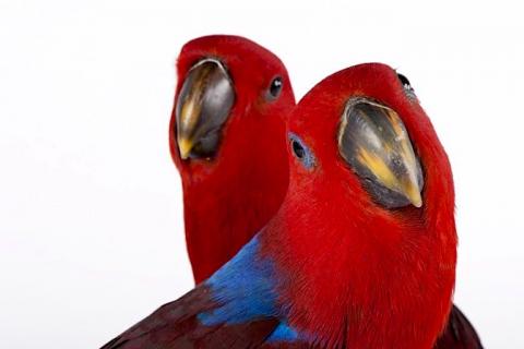 Продаю питомца. Благородный попугай (Eclektus roratus) ручные птенцы. Фото3