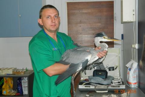 Предлагаю услуги. Лечение попугаев и птиц в Москве.. Фото3
