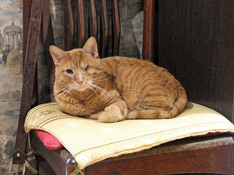 В дар кошку. Добрейший солнечный котик Рыжик ищет дом и доброе сердце