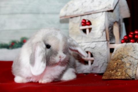 Продаю питомца. Карликовые вислоухие крольчата в качестве любимого питомца. Фото1
