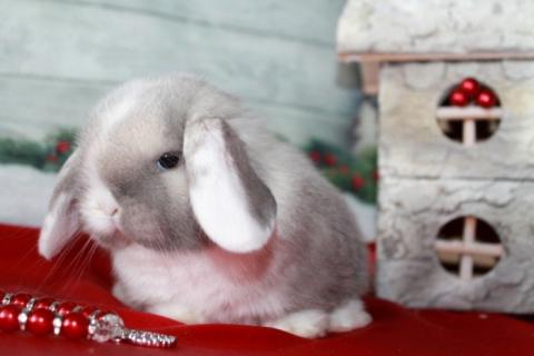 Продаю питомца. Карликовые вислоухие крольчата в качестве любимого питомца. Фото3