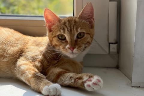 В дар кошку. Рыжий котенок Силия в добрые руки. Фото2