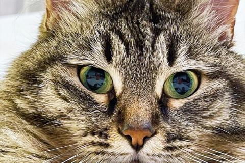 В дар кошку. Роскошная сибирская кошка Мурка в добрые руки. Фото1