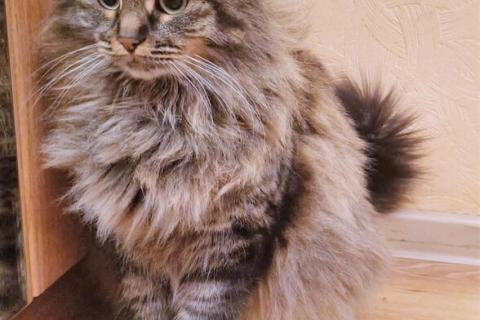 В дар кошку. Роскошная сибирская кошка Мурка в добрые руки. Фото2