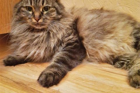 В дар кошку. Роскошная сибирская кошка Мурка в добрые руки. Фото3