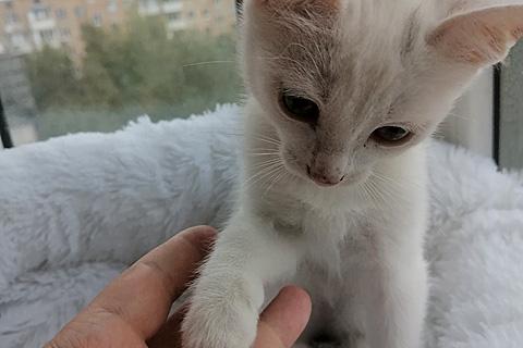 В дар кошку. Чудо-снежинка Лиска, ласковый домашний котенок в добрые руки. Фото1