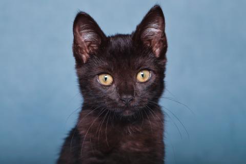В дар кошку. Шоколадный котенок Бусинка в добрые руки. Фото1