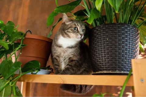 В дар кошку. Зеленоглазая красавица кошка Амазонка в добрые руки. Фото1