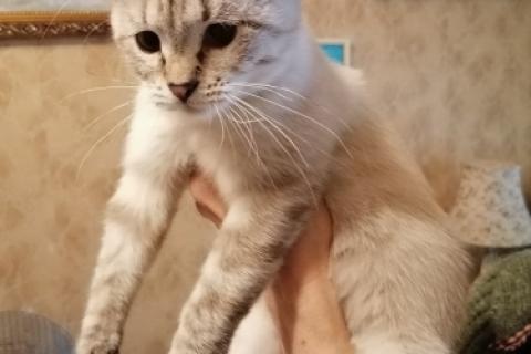 В дар кошку. Тайский котенок Леди в добрые руки. Фото2