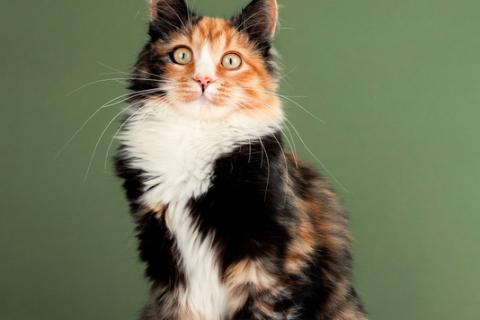 В дар кошку. Пушистый котенок Ириска — метис мейн-куна и сибирской . Фото1