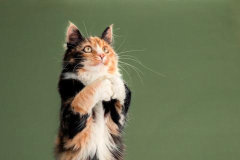 В дар кошку. Пушистый котенок Ириска — метис мейн-куна и сибирской . Фото2
