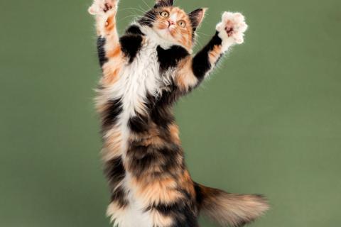 В дар кошку. Пушистый котенок Ириска — метис мейн-куна и сибирской . Фото3