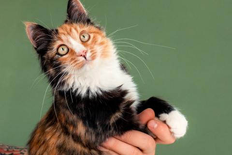 В дар кошку. Пушистый котенок Ириска — метис мейн-куна и сибирской . Фото4