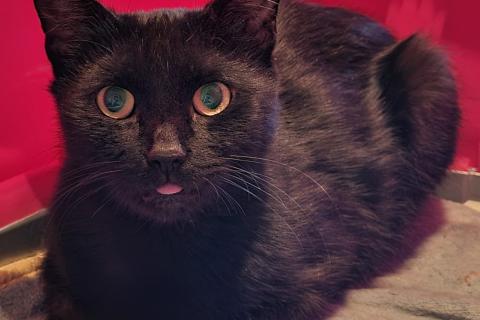 В дар кошку. Офелия - черная бархатная кошка! Экстренная ситуация, срочно нуже. Фото1