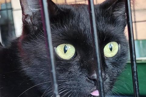 В дар кошку. Офелия - черная бархатная кошка! Экстренная ситуация, срочно нуже. Фото2