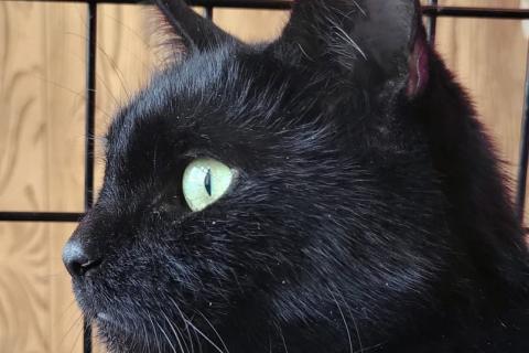 В дар кошку. Офелия - черная бархатная кошка! Экстренная ситуация, срочно нуже. Фото3