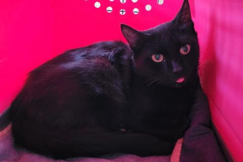 В дар кошку. Офелия - черная бархатная кошка! Экстренная ситуация, срочно нуже. Фото4
