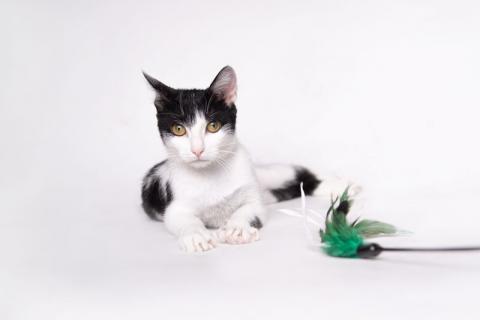 В дар кошку. Изящная красавица Инь-Янь — кошка Нюша в добрые руки. Фото3