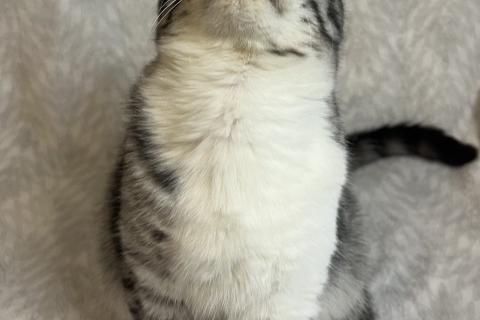 В дар кошку. Самый ласковый котенок Мрамор ищет семью!. Фото3