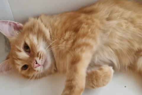 В дар кошку. Рыжий пушистый мраморный кот Чедер в добрые руки. Фото2