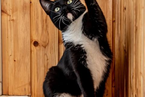 В дар кошку. Котенок-подросток девочка Коко в добрые руки. Фото3