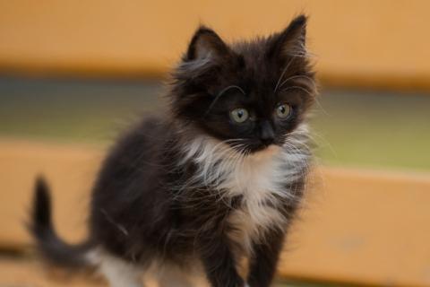 В дар кошку. Пушистый сибирский котенок Мура в добрые руки. Фото1