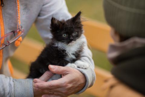 В дар кошку. Пушистый сибирский котенок Мура в добрые руки. Фото2