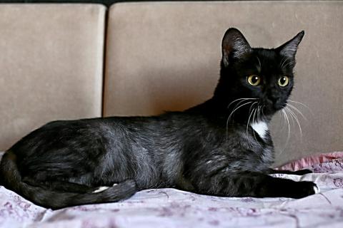 В дар кошку. Черная кошка Ада в добрые руки. Фото1