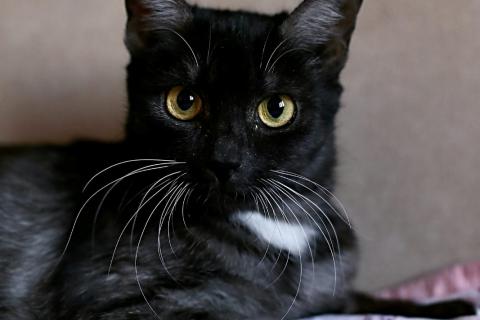 В дар кошку. Черная кошка Ада в добрые руки. Фото4