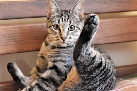 В дар кошку. Ласковый, трогательный котенок-подросток Родни в добрые руки. Фото4
