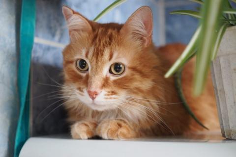 В дар кошку. Огненно-рыжий красавец кот Филимон в добрые руки. Фото1