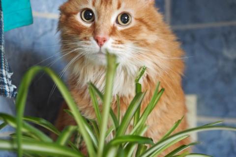 В дар кошку. Огненно-рыжий красавец кот Филимон в добрые руки. Фото2