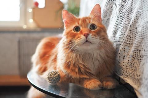 В дар кошку. Огненно-рыжий красавец кот Филимон в добрые руки. Фото3
