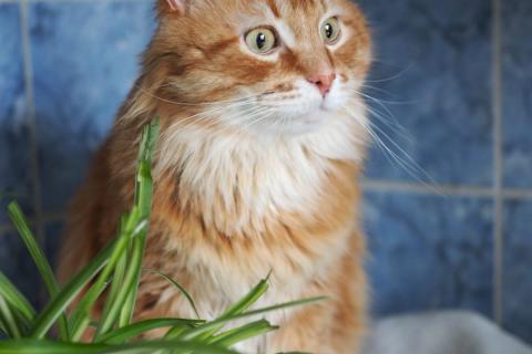 В дар кошку. Огненно-рыжий красавец кот Филимон в добрые руки. Фото4