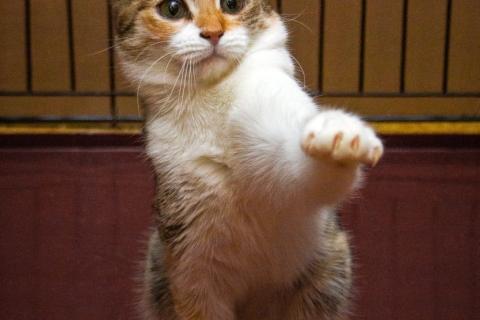 В дар кошку. Красавица трехцветочка кошка Алиса в добрые руки. Фото2