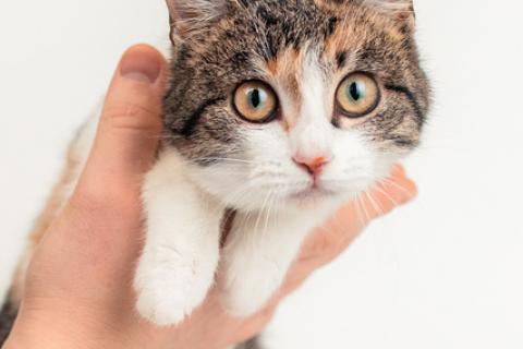 В дар кошку. Трехцветный котенок Муся в добрые руки. Фото1