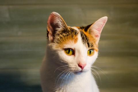 В дар кошку. Трехцветная кото-мартышка Маришка в добрые руки. Фото4