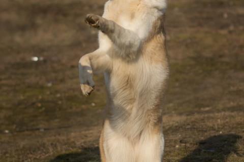 В дар собаку. Белая ласковая собачка Зайка в добрые руки. Фото3
