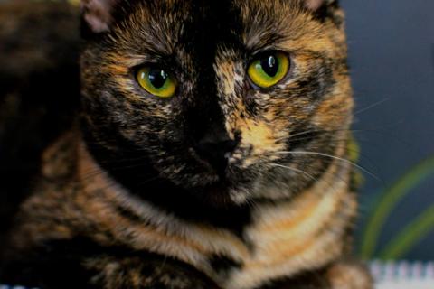В дар кошку. Трехцветная кошка Мисти с золотыми глазами на счастье. Фото1