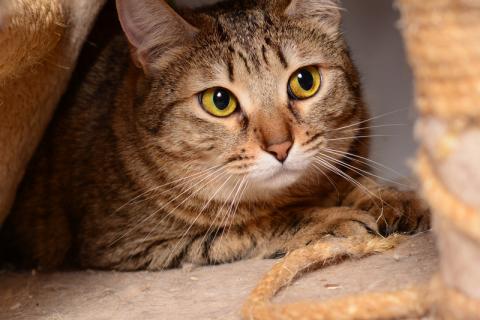 В дар кошку. Крупная полосатая золотоглазая красавица кошка Алиса в дар. Фото3