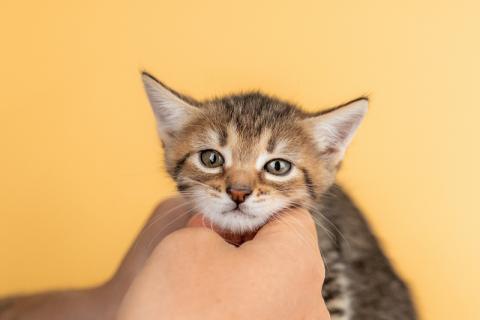 В дар кошку. Котята от сибирской мамы — 1,5 месяца в добрые руки. Фото2