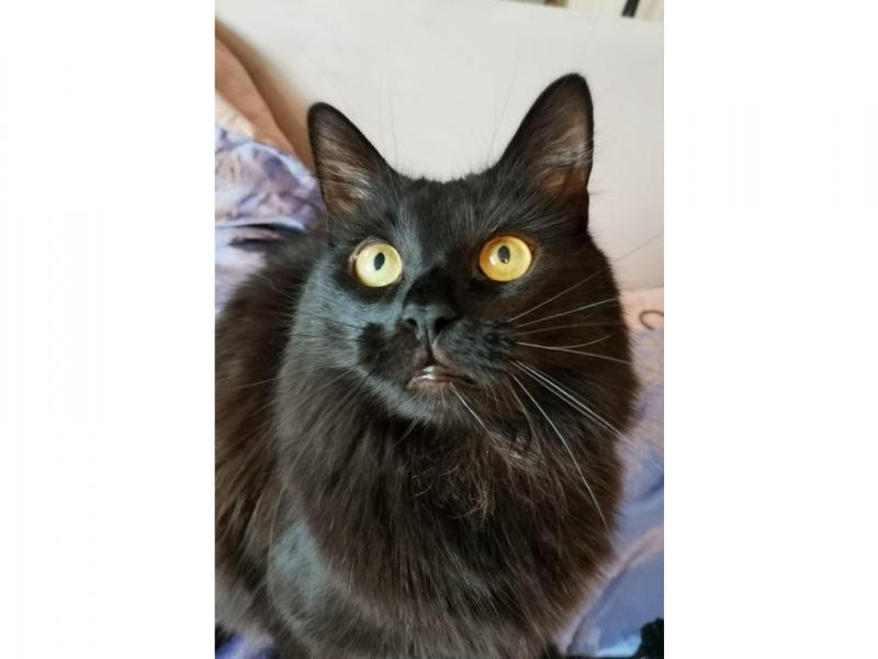 В дар кошку. Роскошный метис мейн-куна — крупный черный кот Нельсон в дар