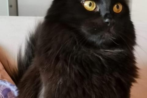 В дар кошку. Роскошный метис мейн-куна — крупный черный кот Нельсон в дар. Фото2