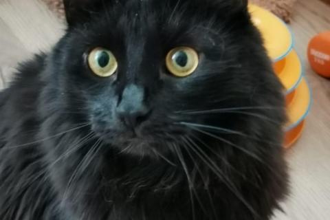 В дар кошку. Роскошный метис мейн-куна — крупный черный кот Нельсон в дар. Фото3