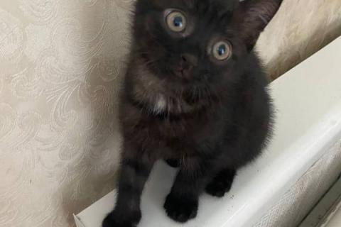 В дар кошку. Котята: черный и трехцветная в дар. Фото1