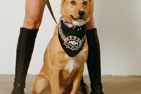 В дар собаку. Рыжее солнышко Фанта, добрейшая в мире собака  в добрые руки. Фото1