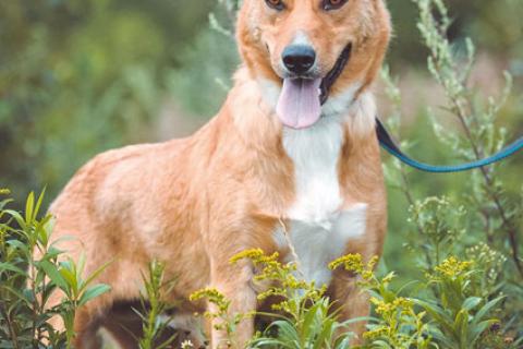 В дар собаку. Рыжее солнышко Фанта, добрейшая в мире собака  в добрые руки. Фото2